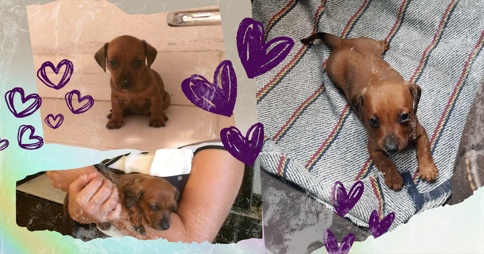 Collage pictures of a baby dachshund awake and sleeping