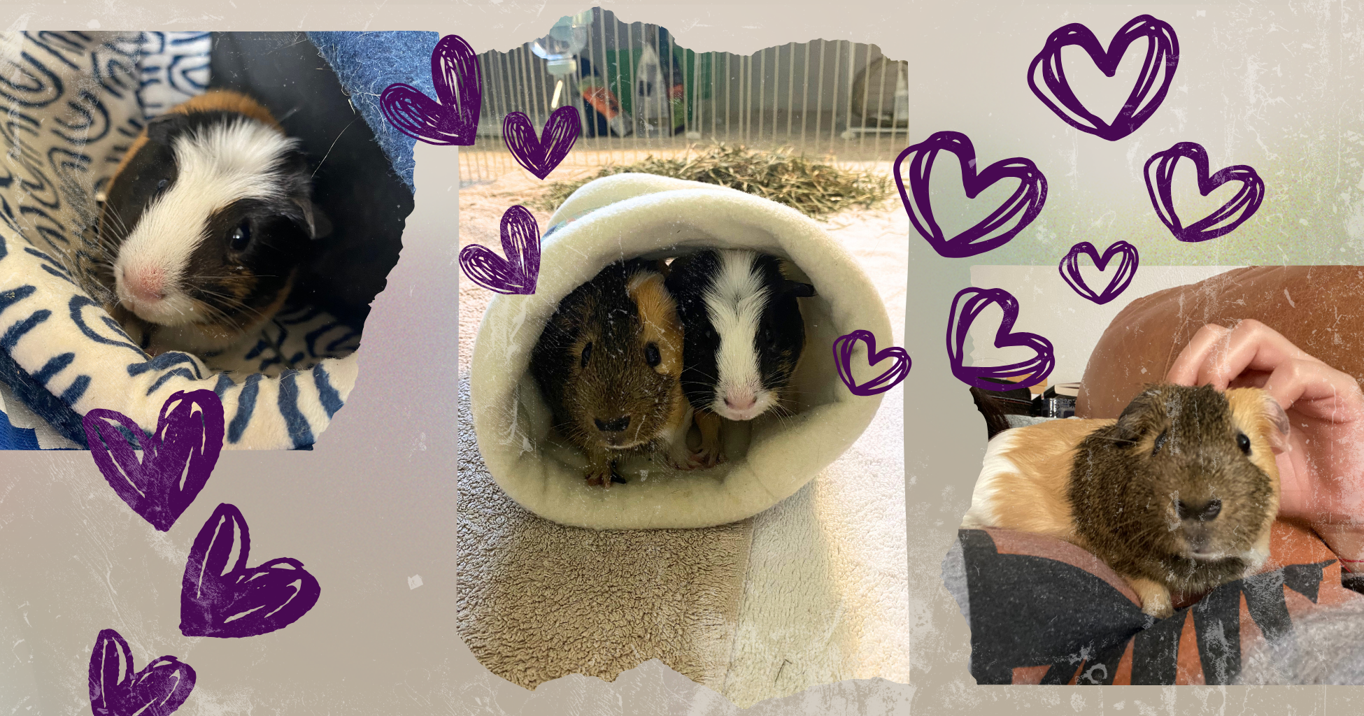 Collage pictures of two guinea pigs being held and in their hideys