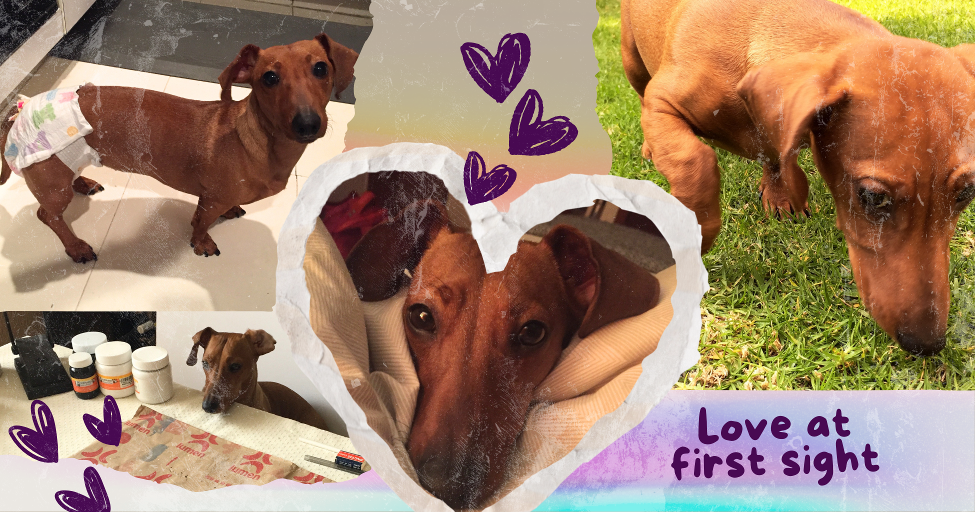 Collage pictures of a dachshund brown dog looking cute