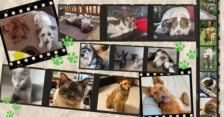 Collage pictures of dogs, guinea pigs and cats, cute images of pets